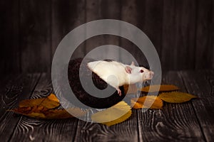 Rat in felt nest on wooden ,autumn leaves and cozy