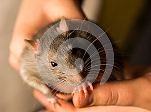 Rat fluffy gray looking cautiously sitting in hands holding on to finger focus on left half of muzzle