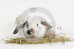 Rat and friend. Rabbit and guinea pig eating timothy hay grass