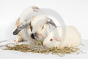 Rat and friend. Rabbit and guinea pig eating timothy hay grass