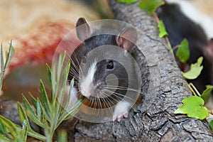 Rat in garden