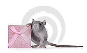 Rat with gift box on white background