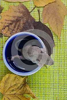 Rat in a glass. Mouse in a large mug close-up. Rodent in the dish