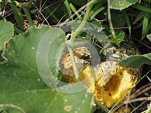 Rat gnaws a hole Pumpkin Cucurbita maxima Duchesne, green fresh vegetable blooming tree in garden nature background, fruit food