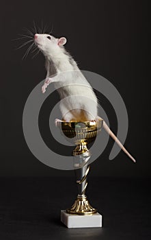 Rat is on golden Cup