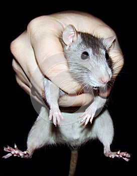 Rat in a grasp