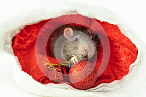 Rat gray and little sits with christmas toys ball and giftbox