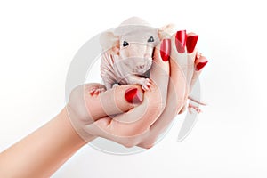 Rat on a hand.