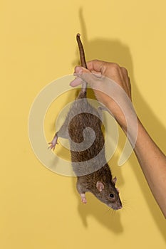 Rat in hands hanging on its tail
