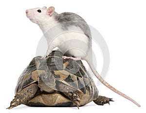 Rat and Hermann's tortoise, Testudo hermanni
