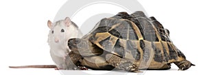 Rat and Hermann's tortoise, Testudo hermanni