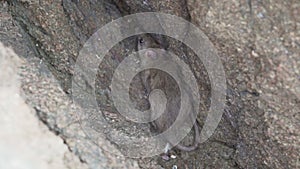 a rat hiding in a rock at the paracas national reserve