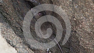 a rat hiding in a rock at the paracas national reserve