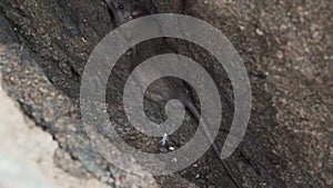 a rat hiding in a rock at the paracas national reserve