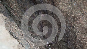 a rat hiding in a rock at the paracas national reserve