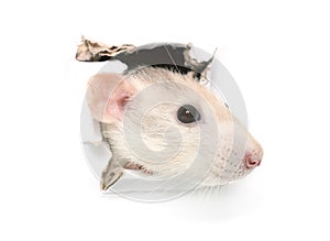 Rat in hole