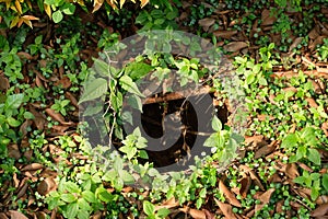 Rat hole in the garden