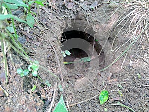 Rat hole in the ground with natural background