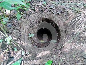 Rat hole in the ground with natural background