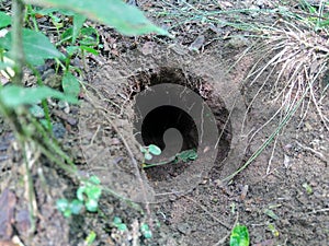 Rat hole in the ground with natural background