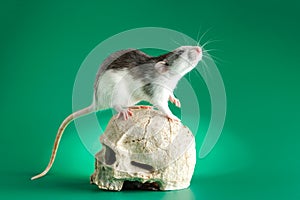 Rat on a human skull. Rodent isolated on a green background for inscription. Mouse and gnawed bones