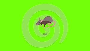 Rat icon animation