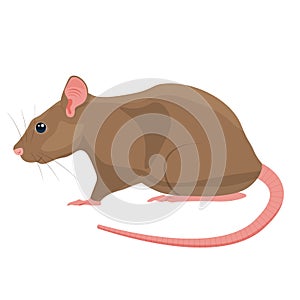 Rat illustration isolated on white background
