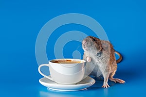 The rat invites you to drink coffee. White cup with drink. Rodent isolated on a blue background for inscription and