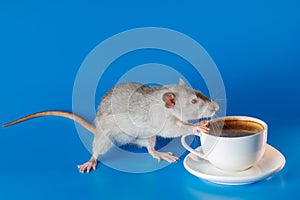 The rat invites you to drink coffee. White cup with drink. Rodent isolated on a blue background for inscription and