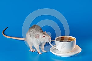 The rat invites you to drink coffee. White cup with drink. Rodent isolated on a blue background for inscription and