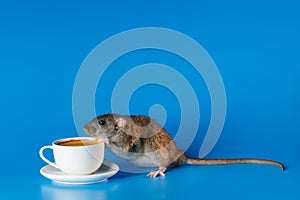 The rat invites you to drink coffee. White cup with drink. Rodent isolated on a blue background for inscription and