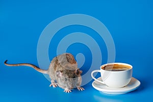 The rat invites you to drink coffee. White cup with drink. Rodent isolated on a blue background for inscription and