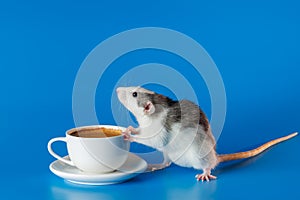 The rat invites you to drink coffee. White cup with drink. Rodent isolated on a blue background for inscription and