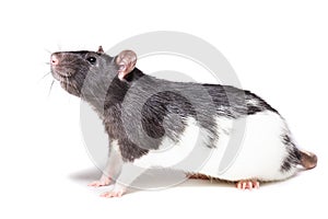 Rat isolated on white background