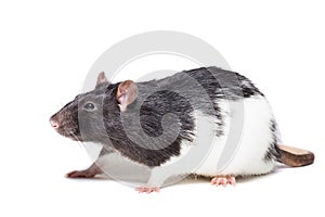 Rat isolated on white background