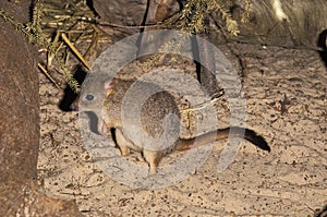 RAT KANGOUROU bettongia penicillata