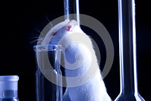 Rat in lab. Animal experiments
