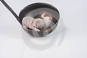 A rat in a ladle. Newborn baby cub lies in the kitchen utensil