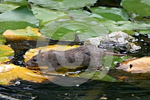 Rat on Lily leaves in water