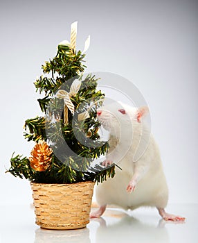 Rat miniature fir tree background