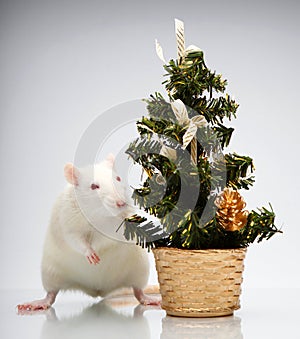 Rat miniature fir tree background