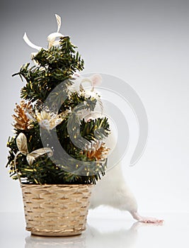 Rat miniature fir tree background