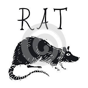 Rat or Mouse Hand Drawn on white background. Vector