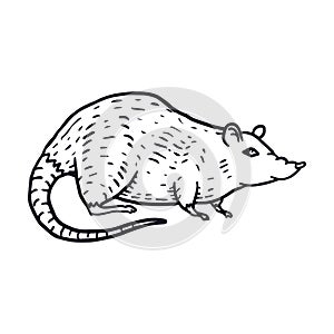 Rat or Mouse Hand Drawn on white background. Vector