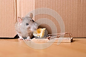 Rat, mousetrap and cheese