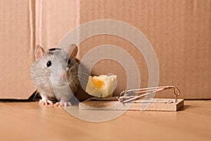 Rat, mousetrap and cheese photo