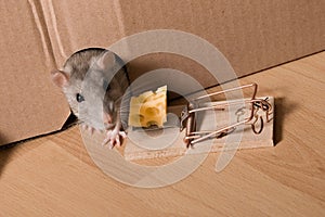 Rat, mousetrap and cheese photo