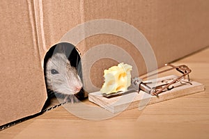 Rat, mousetrap and cheese