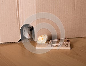 Rat, mousetrap and cheese photo