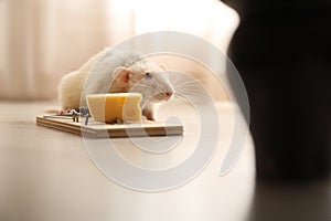 Rat and mousetrap with cheese. Pest control